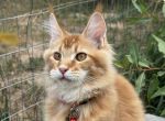 Silly - Maine Coon Cat For Sale - Brighton&comma; CO&comma; US
