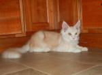 Red Silver Boy - Maine Coon Cat For Sale - Souderton&comma; PA&comma; US