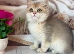 Rose - British Shorthair Kitten For Sale - Glendale&comma; CA&comma; US