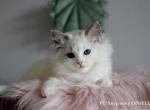 Ophelia - Ragdoll Cat For Sale - Pembroke Pines&comma; FL&comma; US