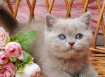 Dominik - British Shorthair Kitten For Sale - Norwalk&comma; CT&comma; US