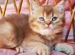 Erik - British Shorthair Kitten For Sale - Hollywood&comma; FL&comma; US