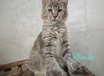 Tiara Polydactyl - Maine Coon Cat For Sale - Miami&comma; FL&comma; US
