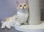 Lari tiny bicolor boy short legs standard munchkin - Munchkin Kitten For Sale - TX&comma; US