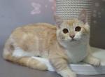 Leon bicolor baby boy short legs standard munchkin - Munchkin Cat For Sale - TX&comma; US