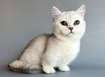 Triniti munchkin short legs silver shaded baby boy - Munchkin Cat For Sale - TX&comma; US