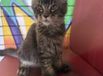 Thor - Maine Coon Kitten For Sale - Atlanta&comma; GA&comma; US
