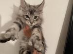 Mufasa - Maine Coon Kitten For Sale - Atlanta&comma; GA&comma; US