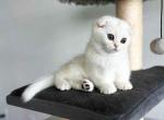 HTX Bao seal cub chunky silver chinchilla - Scottish Fold Kitten For Sale - TX&comma; US