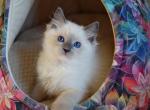 Odin - Ragdoll Cat For Sale - Pembroke Pines&comma; FL&comma; US