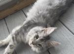 Nova - Maine Coon Cat For Sale - Corwin&comma; OH&comma; US