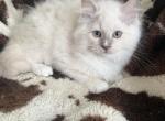 Tica lilac with a blaze male - Ragdoll Kitten For Sale - Butler&comma; PA&comma; US