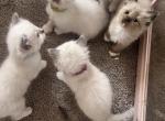 Kats ravishing Ragdolls litter 3 - Ragdoll Kitten For Sale - Lancaster&comma; PA&comma; US