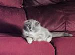 Jasmin - Ragdoll Kitten For Sale - WI&comma; US
