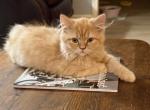 CFA Red Persian Kitten - Persian Kitten For Sale - Conyers&comma; GA&comma; US