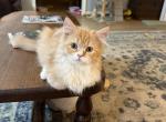 CFA Reg Red white Bicolor - Persian Kitten For Sale - Conyers&comma; GA&comma; US