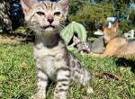 TICA Grey - Bengal Kitten For Sale - Stroudsburg&comma; PA&comma; US