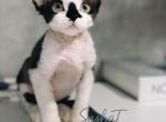 Devon Rex Kitten Bicolor Black - Devon Rex Kitten For Sale - Hollywood&comma; FL&comma; US
