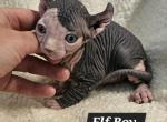 Elf Boy Elon DBE TICA rights - Sphynx Kitten For Sale - Lockport&comma; IL&comma; US