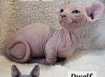 Dwelf Boy Azul TICA  breeding rights - Bambino Kitten For Sale - Lockport&comma; IL&comma; US