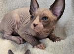 Sphynx Boy Solas TICA Breeding rights - Sphynx Kitten For Sale - Lockport&comma; IL&comma; US
