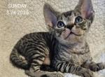 Devon Rex Boy Auron TICA Breeding Rights - Devon Rex Kitten For Sale - Lockport&comma; IL&comma; US