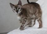 Platon - Bengal Cat For Sale - Norwalk&comma; CT&comma; US