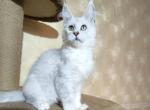 Iney - Maine Coon Cat For Sale - Hollywood&comma; FL&comma; US