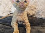 Devon Rex Boys TICA Breeding Rights - Devon Rex Kitten For Sale - Lockport&comma; IL&comma; US