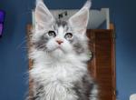 Luke Polydactyl - Maine Coon Kitten For Sale - Hollywood&comma; FL&comma; US