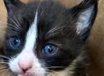 Xedo boy mix - Domestic Cat For Sale - Catasauqua&comma; PA&comma; US