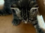 Mix domestic Girl - Domestic Cat For Sale - Catasauqua&comma; PA&comma; US