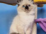 Thomas - Siberian Kitten For Sale - Pembroke Pines&comma; FL&comma; US