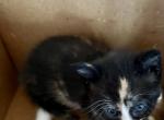 Mix domestic girl 2 - Domestic Cat For Sale - Catasauqua&comma; PA&comma; US