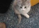 Confetti - Munchkin Kitten For Sale - Houston&comma; TX&comma; US