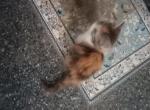Willow spayed already Price Reduced - Munchkin Kitten For Sale - Houston&comma; TX&comma; US