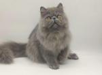 Mario - Persian Cat For Sale - Hollywood&comma; FL&comma; US