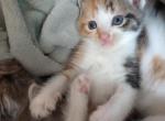 Harmony - Munchkin Kitten For Sale - Houston&comma; TX&comma; US