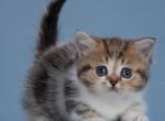 America - Munchkin Kitten For Sale - Pembroke Pines&comma; FL&comma; US