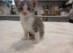 BartholoMEW - Munchkin Kitten For Sale - Houston&comma; TX&comma; US