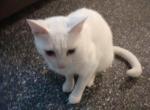 free spayed blue eyes Sabrina - Munchkin Cat For Sale - Houston&comma; TX&comma; US