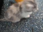 Pebbles a dilute calico  spaying included - Munchkin Cat For Sale - Houston&comma; TX&comma; US