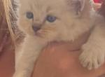Blue Eyed Persian - Persian Kitten For Sale - GA, US