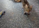 Spayed or bred - Munchkin Cat For Sale - Houston&comma; TX&comma; US