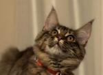 Luna - Maine Coon Cat For Sale - Wilmington&comma; DE&comma; US