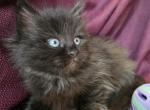 Sabrina - Siberian Kitten For Sale - Arnold&comma; MO&comma; US