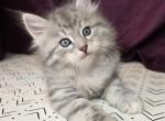 Roscoe - Siberian Kitten For Sale - Arnold&comma; MO&comma; US