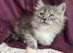 Willow - Siberian Kitten For Sale - Arnold&comma; MO&comma; US