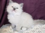 Natalie - Siberian Kitten For Sale - Arnold&comma; MO&comma; US