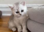 Bri Vera - British Shorthair Kitten For Sale - New York&comma; NY&comma; US